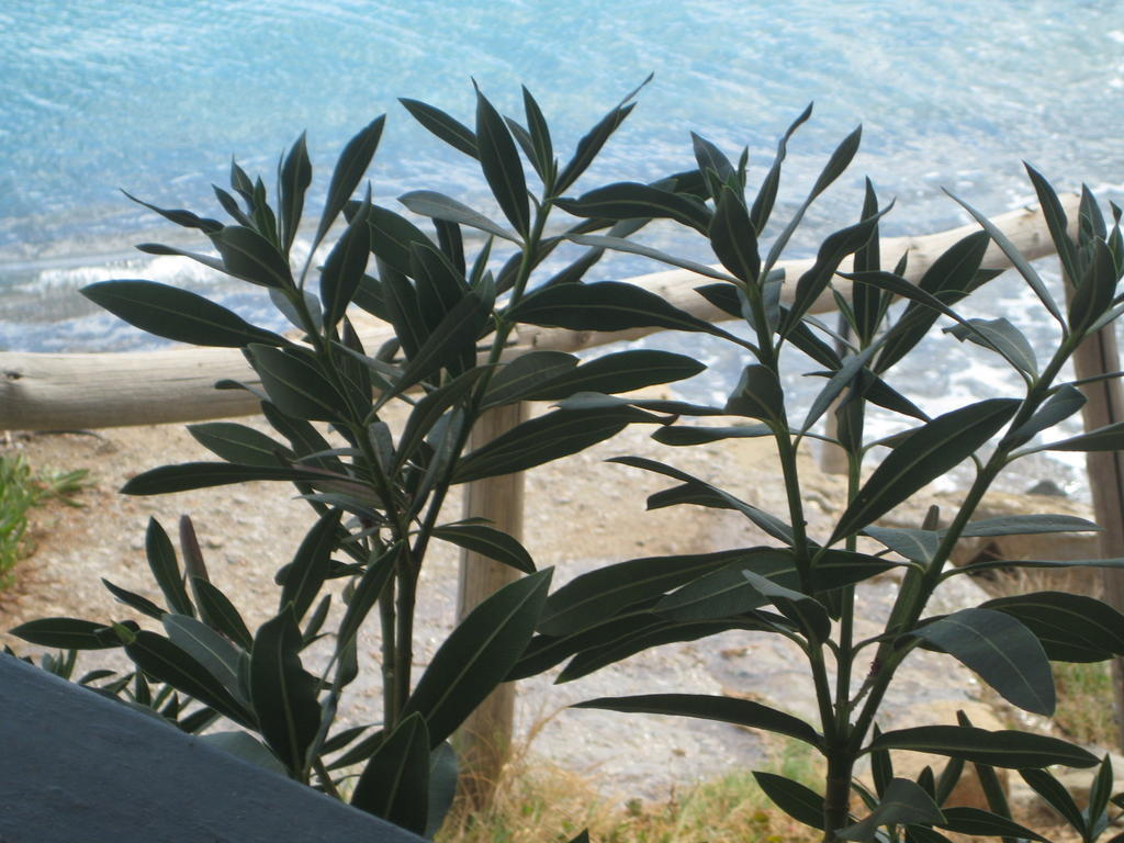 Coral Front Beach Káto Zákros 外观 照片