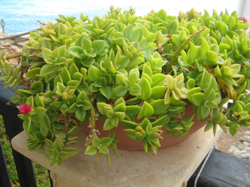 Coral Front Beach Káto Zákros 外观 照片